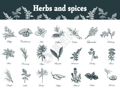 香草和香料套装手绘药用植物有机治疗野花矢量植物插图图片