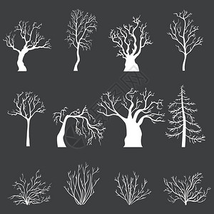 布什内尔公园白树和没有黑背景叶子的木林和布什的一组白色插画
