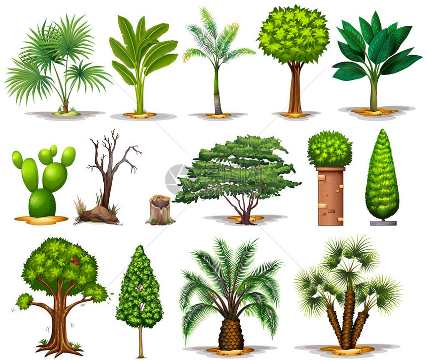 不同类型的树图图片