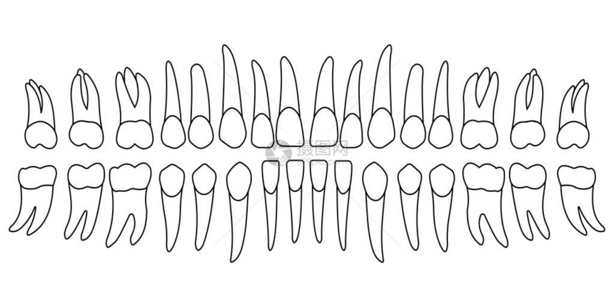 一组人牙上下颌牙冠部分和牙根牙科诊图片