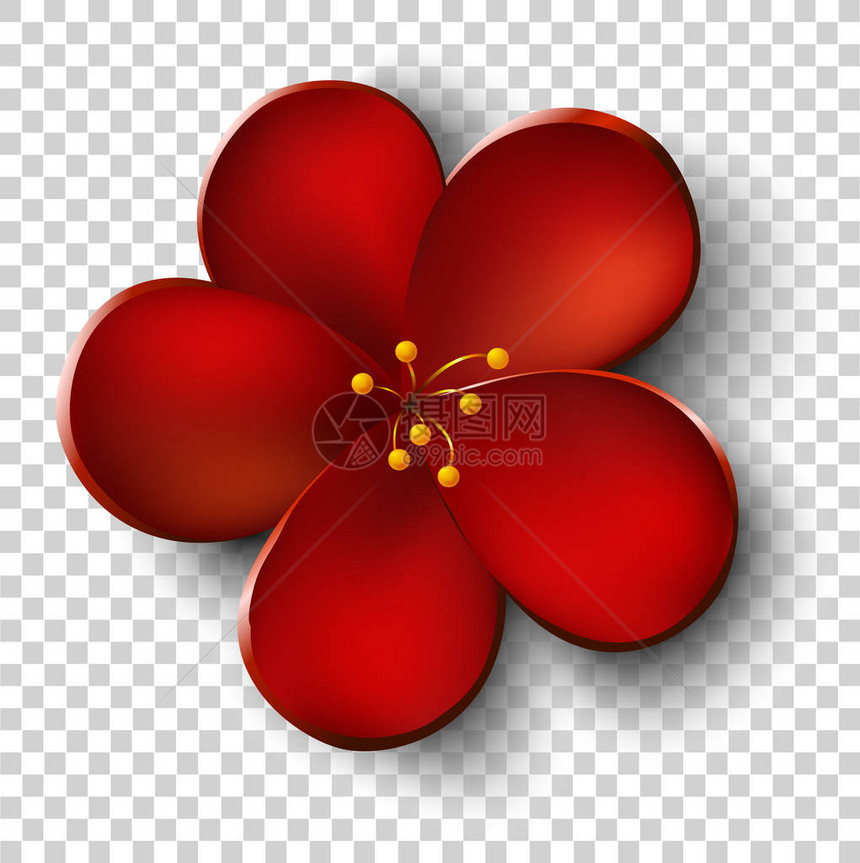 红花五花瓣在透明的图片