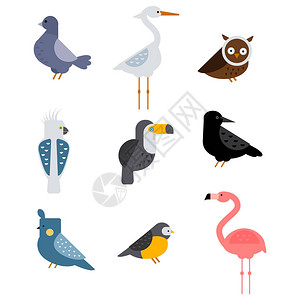 卤水鸭翼鸟类矢量组合丰富多彩的野生物自然收集卡通翼飞行动物可爱绘画环影野蝇颜色插画