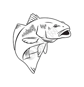 阿卡迪亚标志或印刷的红鱼钓鱼运动标志插画