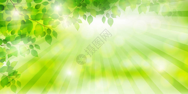 新鲜的绿色树叶背景图片