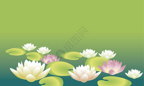 请柬贺词海报水百合天然石状图象中的莲花等展示白图片