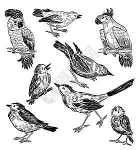 寒鸦野生动物鸟类的手绘图插画