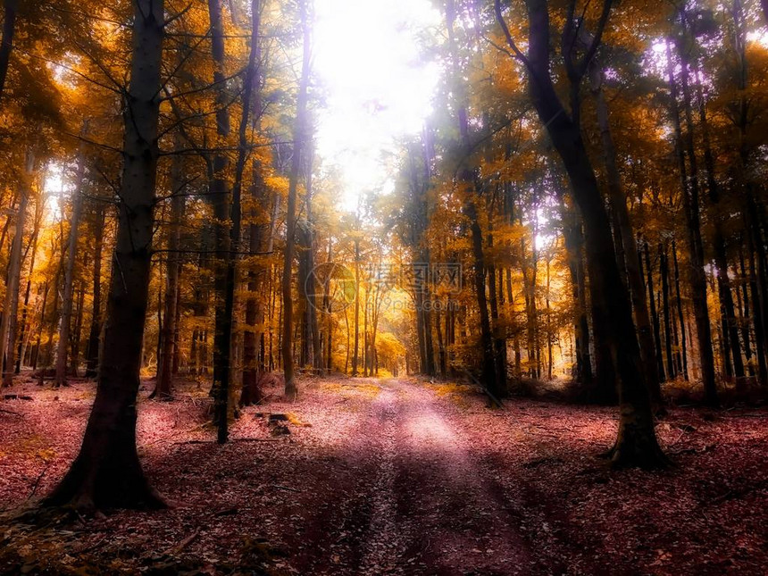 森林的秋光图片