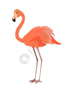 安第斯动物群粉红色的火烈鸟矢量图上白色孤立涉水鸟更大的火烈鸟小火烈鸟智利火烈鸟詹姆斯的火烈鸟安第斯火烈鸟美国火插画