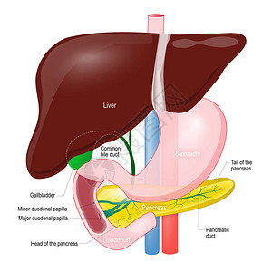 蛋白酶Gallblader管道胰腺肝脏二插画