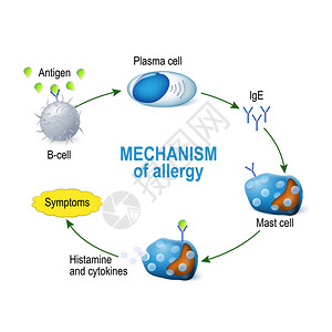 调解员过敏机制肥大细胞和过敏反应B细胞于过敏原插画