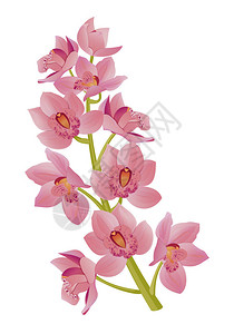 粉红色兰花的枝图片
