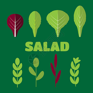 葫芦巴叶子蔬菜有机和素食熏蒸和放射硅酸盐Rad插画
