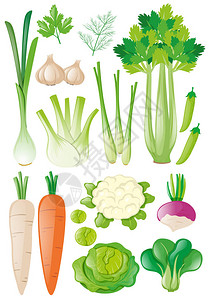 不同类型的蔬菜插图图片