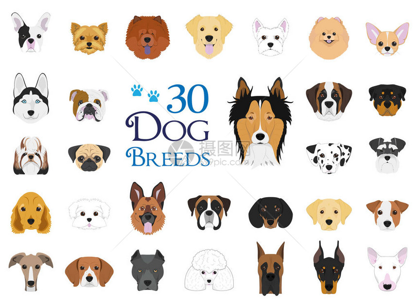 矢量采集由30种不同的狗组成图片
