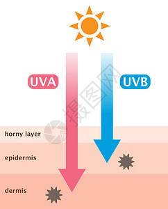 信息图表皮肤插图UVA和UVB射线穿透之间的区别图片