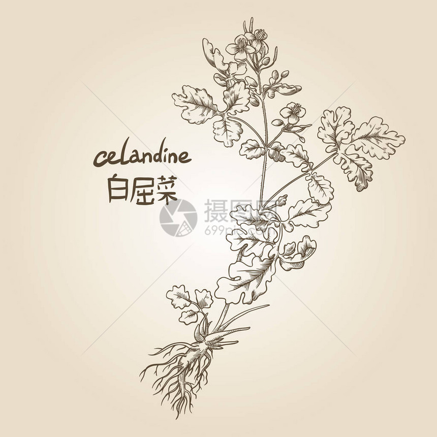 Celandine在塞皮图片