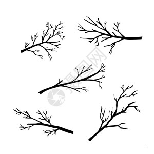 手绘白色背景上的树枝剪影矢量插图图片