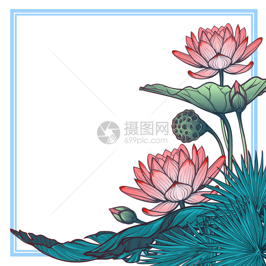 Lotus背景Floral装饰方形框架水百合棕榈树和香蕉叶在白色背景隔离的角框内腐蚀图片