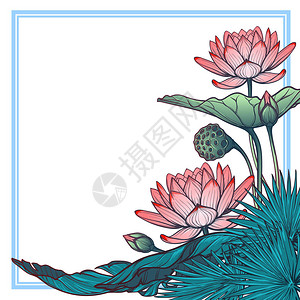 Lotus背景Floral装饰方形框架水百合棕榈树和香蕉叶在白色背景隔离的角框内腐蚀背景图片