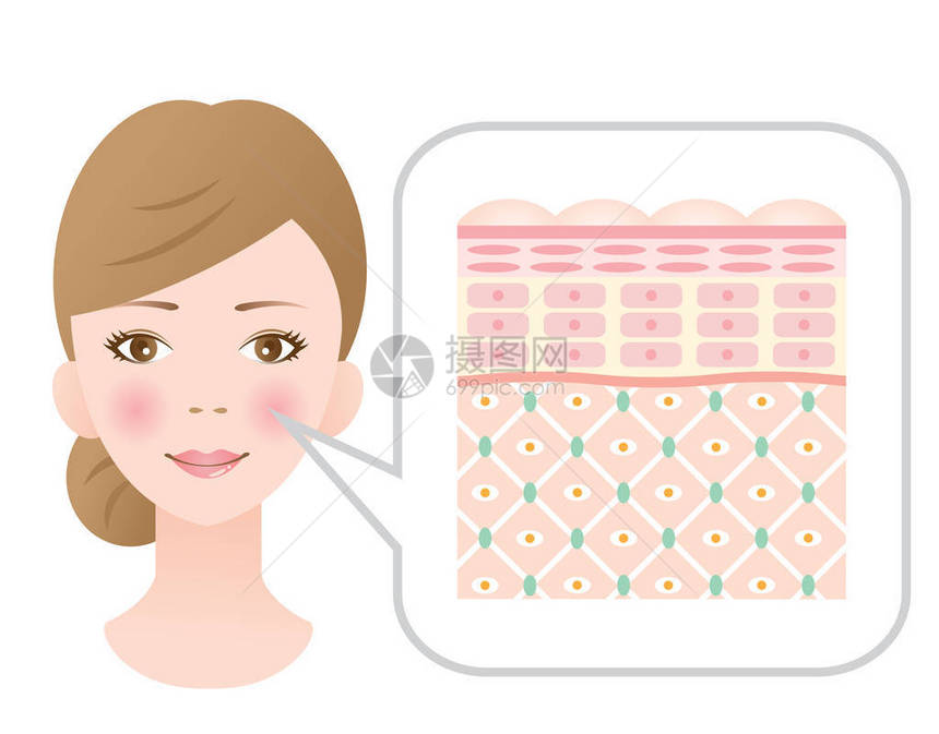 年轻健康皮肤图表显示科拉根图片