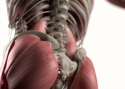 右臀上动脉人类脊椎和骨盆解剖模插画