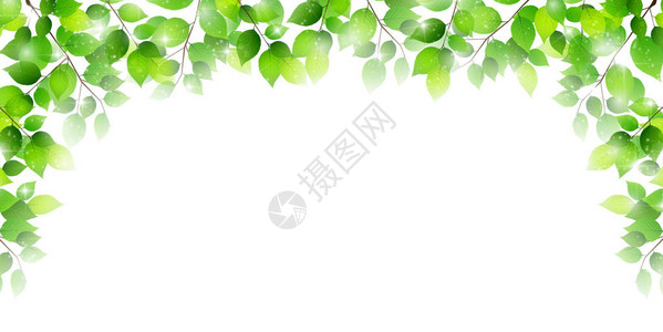 新鲜的绿叶春天背景背景图片