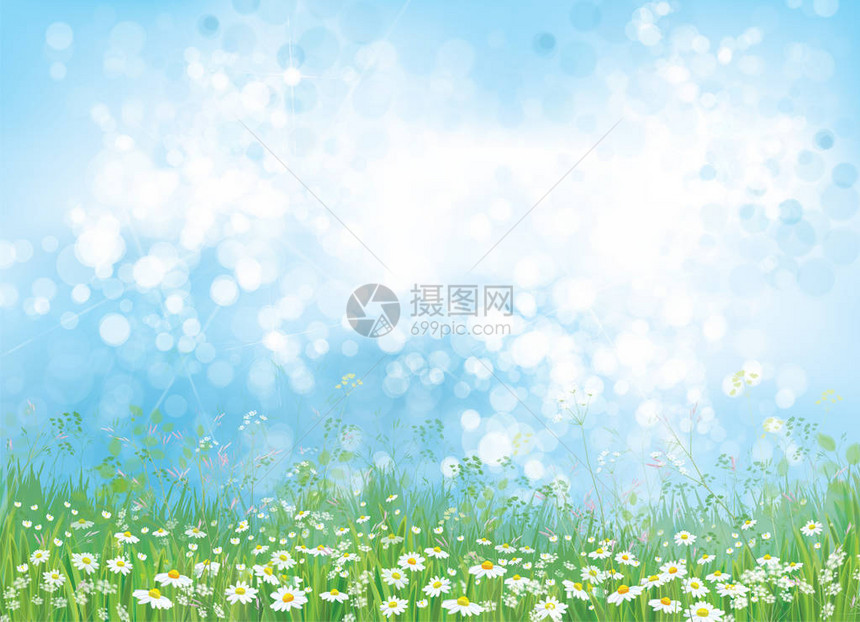 自然背景甘菊田和蓝阳光天图片