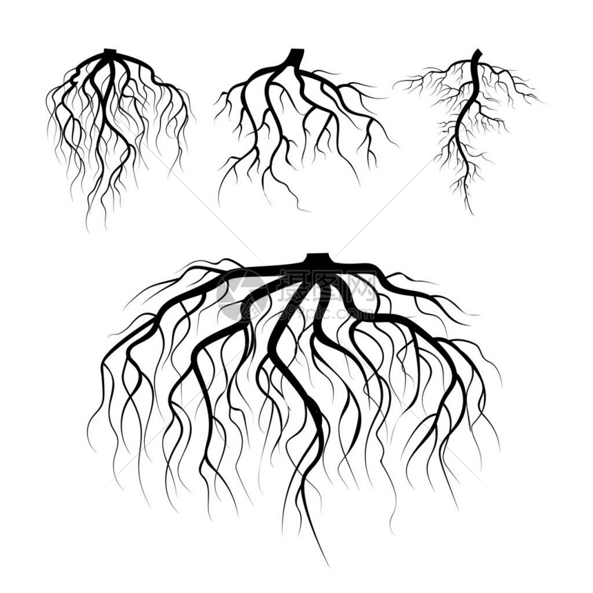 树地下根向量集孤立的插图图片