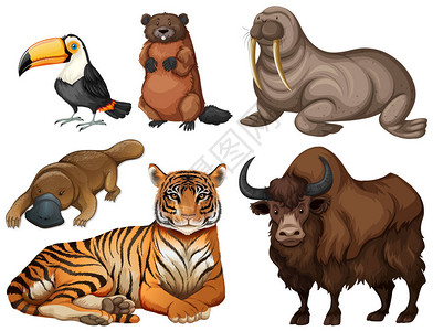 鲁瓦扬不同种类的野生动物插图插画