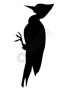 啄木鸟的矢量剪影背景图片