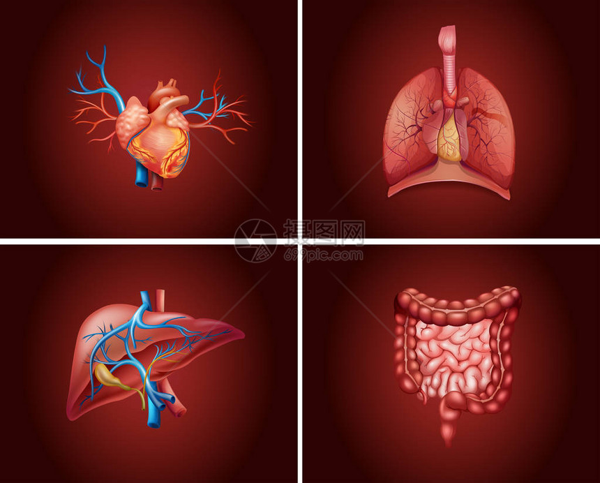 人体器官图的四个不同部分图片
