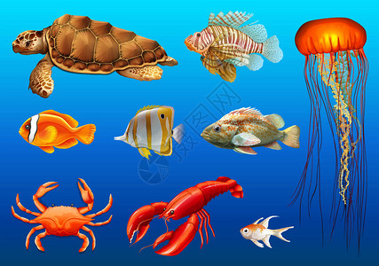不同种类的野生动物水下插图图片