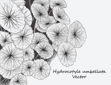 灰色背景的水量平面Hydrocotyleumbellata图片