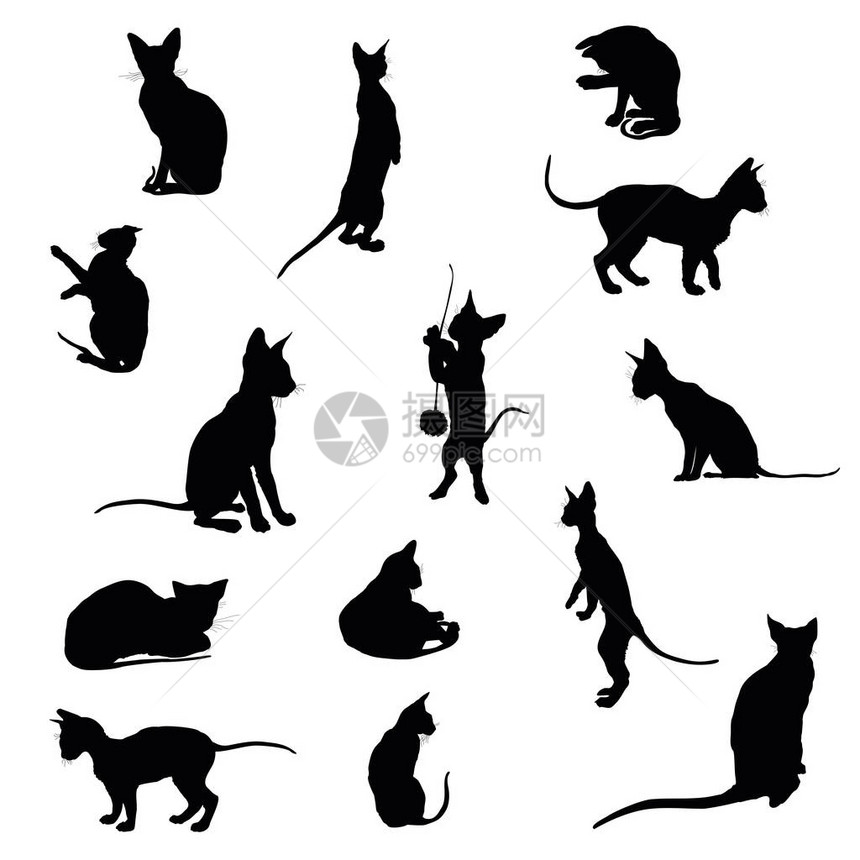 一组白色背景的黑色孤立猫背影静坐图片