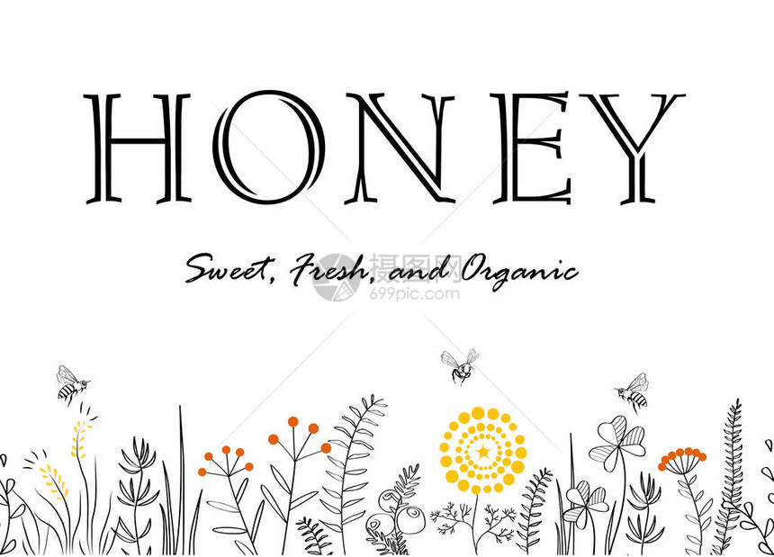 矢量自然无缝背景与手绘野生药草花和蜜蜂在白色用于印刷卡片横幅和其他草药和蜂蜜行业设计的图片