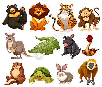 不同种类的丛林动物插图图片