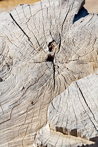 一棵老破裂的树干和背景的抽象纹理图片