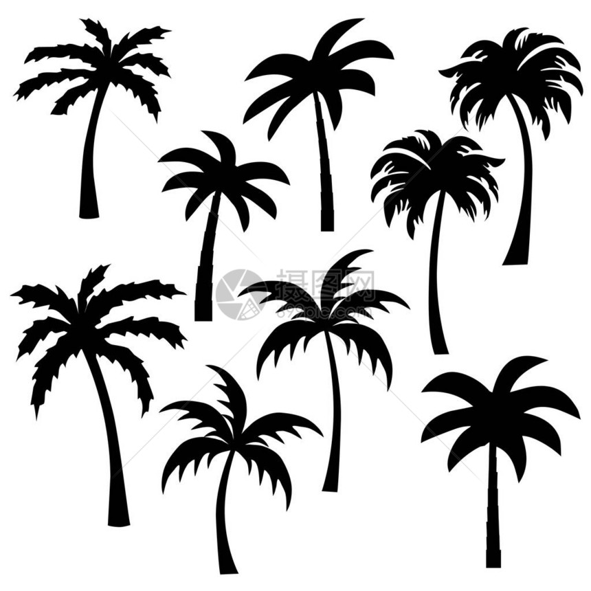 一组黑色双周棕榈树白色上孤图片