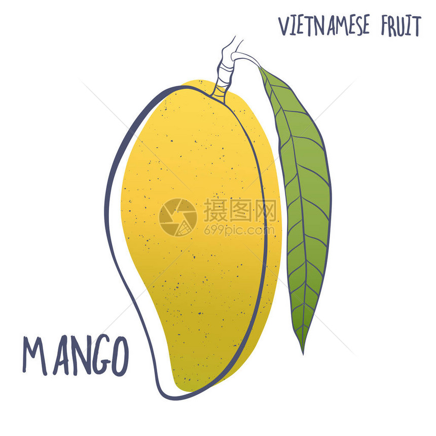 手画芒果图标热带维特代名水果的矢量说明小册子设计餐图片