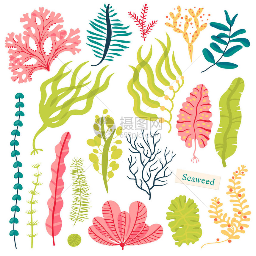 海植物和水生海洋藻类海藻设定矢量说明图片