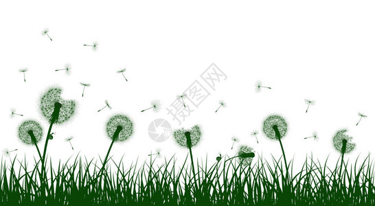 绿草剪影与蒲公英花矢量图背景图片