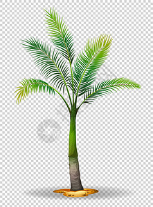 透明背景图上的棕榈树图片