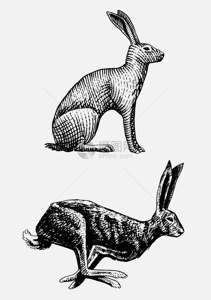 兔子或野兔坐着手绘图片