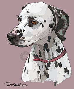 粉红背景描述中达马提亚狗剖面图解的手工图片