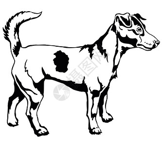 在描述狗杰克拉塞尔罗塞尔泰rier中站立的装饰肖像背景图片