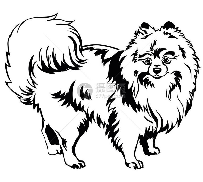 在描述狗品种SpitzPomeranian中站立的装饰式肖像图片