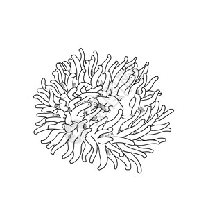 海葵手绘刻线素描插图图片