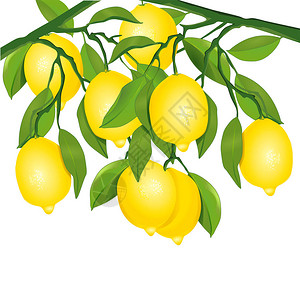 柠檬树插图背景图片
