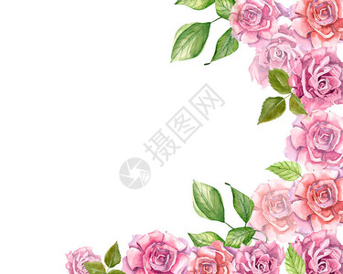 粉红玫瑰和叶子涂图片