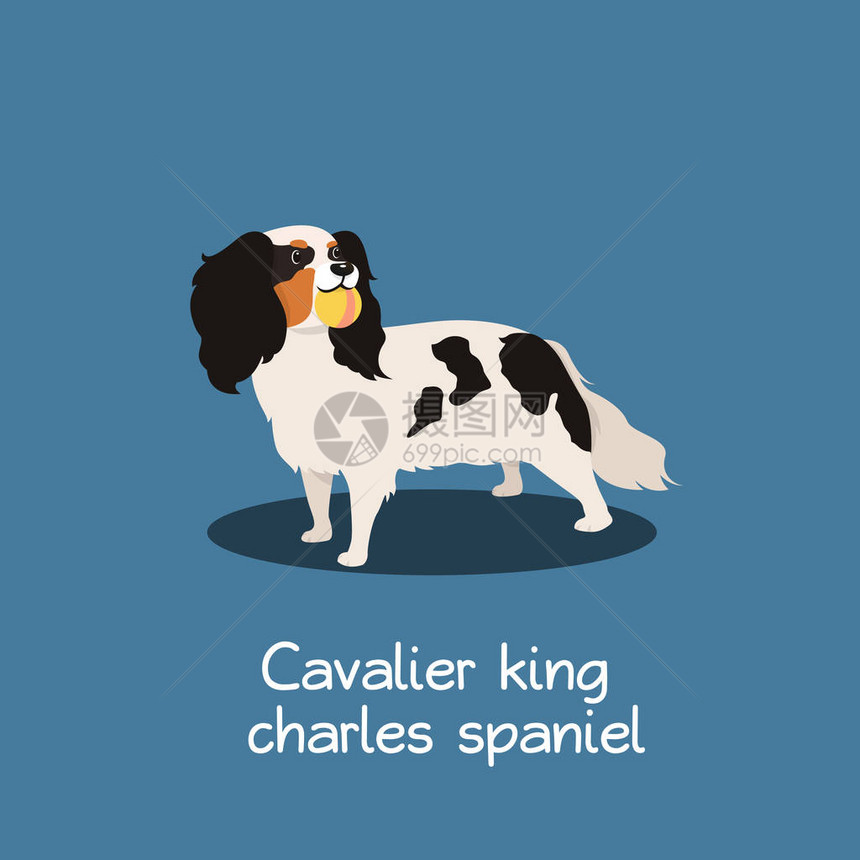 骑士国王查尔斯猎犬狗插画设计图片